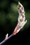 Amelanchier also known as wild-plum