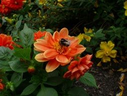 orange flowers with bees