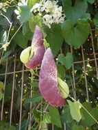 Aristolochia, pipevine with flowers