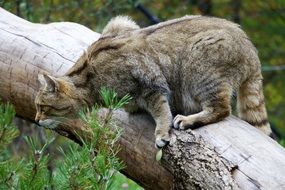 wildcat on a tree