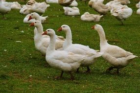 white cute geese group