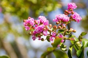 lilac blossoming in the spring garden