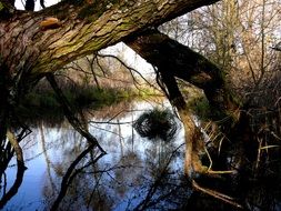 reflection of nature in the water channel