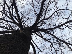 trunk branches