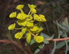 blooming Euphorbia plant in wild
