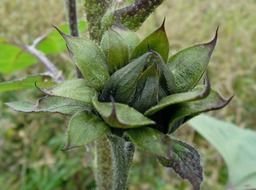 closed green sunflower bud on the field