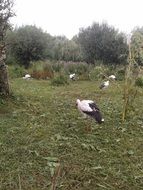Black and white stork in nature
