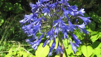 Wild plant with beautiful blue flowers with green leaves