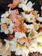 flowers of pastel color on a branch