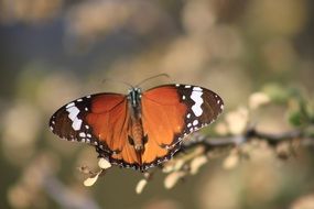 butterfly with open wings