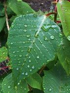 leaves droplets nature