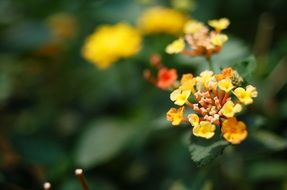 plant with small yellow flowers on a blurred background