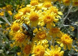 elegant yellow flowers