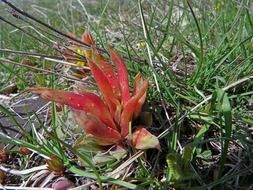bright mountain plant in green grass