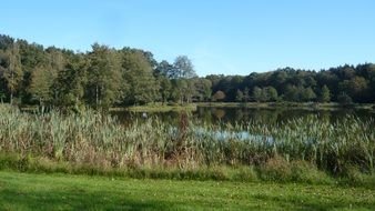 forest lake and trees romantic panorama