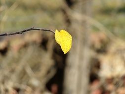 macro view of alone yellow leaf on a branch