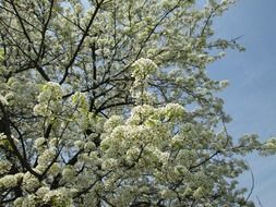 white cherry blossom in the spring