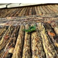 Close-up of the beautiful green leaf on a colorful wooden platform