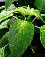 Green plants in the park