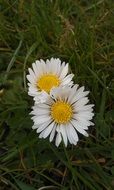 two white daisies in green grass