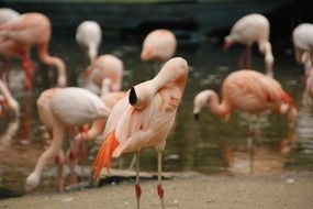 many pink flamingos on the water close up