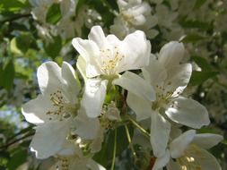 white bloom of spring plants