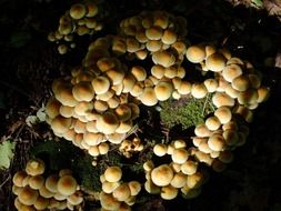 Mushrooms on the top