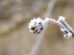 Iced seed in nature