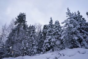 Swedish nature in winter