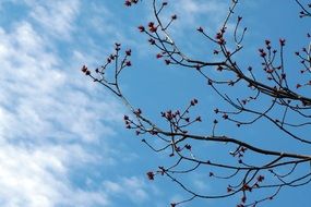 tree sprouts in spring