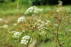 white bloom of the parsley