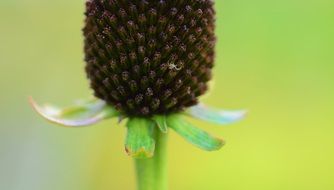 wild flower in spring