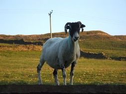 macro photo of a white sheep in a pasture