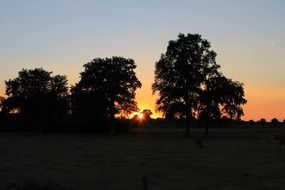 black tree silhouette against orange sunset