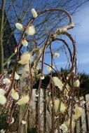 incomparable pussy willow tree