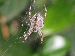 Big spider body on a web