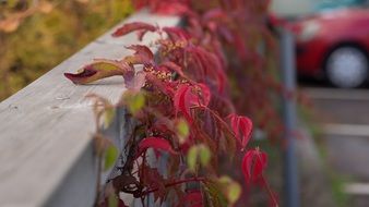 plant with red leaves on the wall