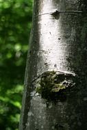 beech trunk in the forest