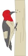 woodpecker bird drawing