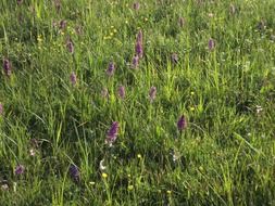 purple meadow plants