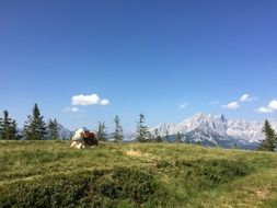 peace romance, austria