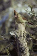 Beautiful and colorful cardinal female bird on the wood