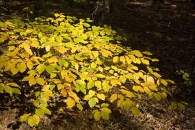 perfectly charming leaves forest