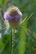 donkey thistle sunny closeup