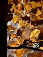 autumn leaves beech closeup