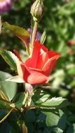 Beautiful blooming red rose flower with green leaves