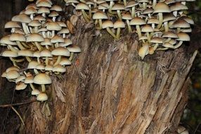 Cluster of mushrooms on rotten tree stump