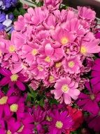 chrysanthemum, pink and purple flowers