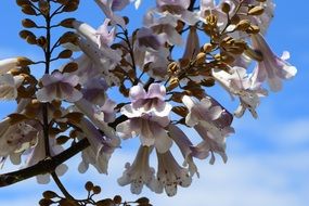 White flowers nature spring sky view