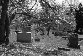 magnolia tree in cemetery